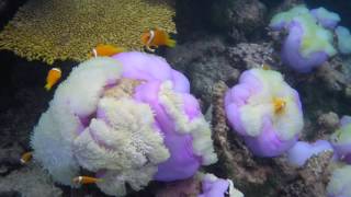 Leica X-U  (Typ 113) - Unterwasser Video Test - Clownfisch in der Seeanemone