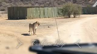 Tau Game Lodge - Lioness welcoming guests