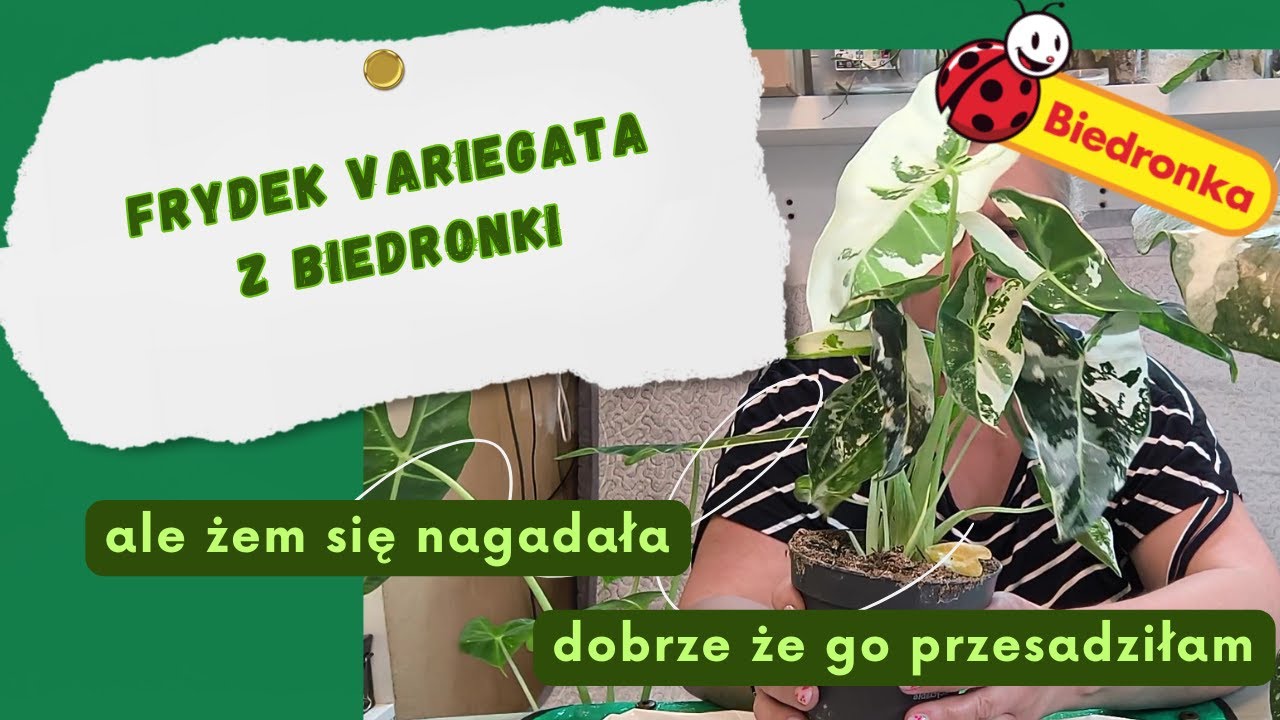 Frydek Variegata z Biedronki 🐞 Jak go NIE zabić - mini poradnik 🍀 Przesadzam do hydroponiki 💧