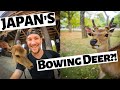 WHEN NARA DEER ATTACK! Japan's Famous Bowing Deer