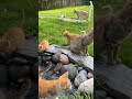 #cats #animal #animals #cat #pets #cute #shortvideo #kitten #catlover #cutecat #animallover #short