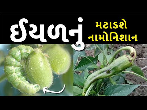 યુનોસ્ટાર નો વાર ઈયળ પર પડશે ભારી - યુનોસ્ટાર નો વાર ઈયળ પર પડશે ભારી
