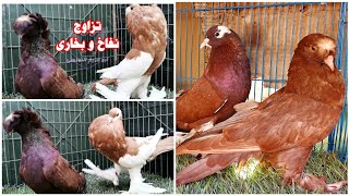 زغاليل تهجين حمام بخاري وحمام نفاخ اخوات ابو شوشه