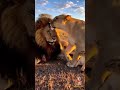 Daddy Lion Got Schooled! 🦁😡🤣