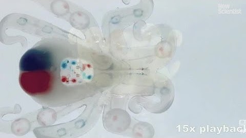 Octobot: the first entirely autonomous soft robot