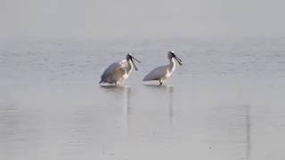 Spoonbills : scene of tenderness -Lopatari (Platalea leucorodia )