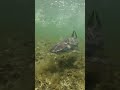 Predictor under the sea #divng #fishinglife #fish #divinglife #ocean #oceanadventure #nature