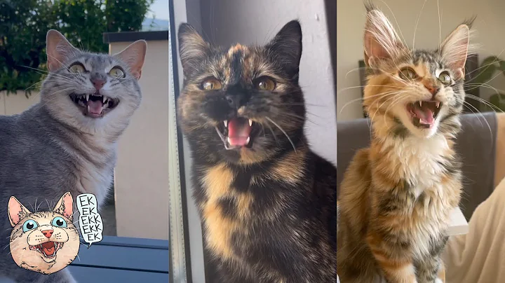 ekekekkekkek compilation - Cats Chattering and Chirping (Weekly Roundup: June 26-July 4, 2023)