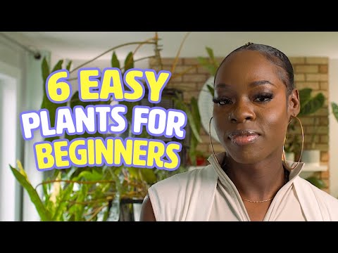 6 easy houseplants for beginners | Houseplanted