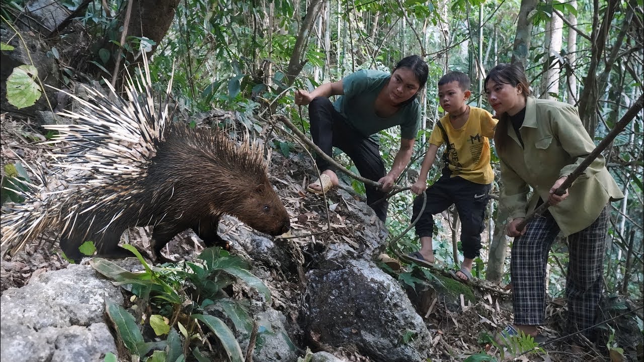 skills, wild porcupine trapping, farm life, ALONE SURVIVAL