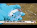 New Mexico leaders push funding to fight screwworm after 1 local case