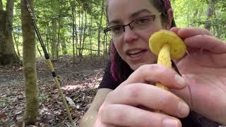 How to find shaggy stalked boletes, Aureoboletus betula