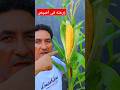 زراعة الذرة الشامية من البذور حتى الحصاد اا Growing Corn From Seed