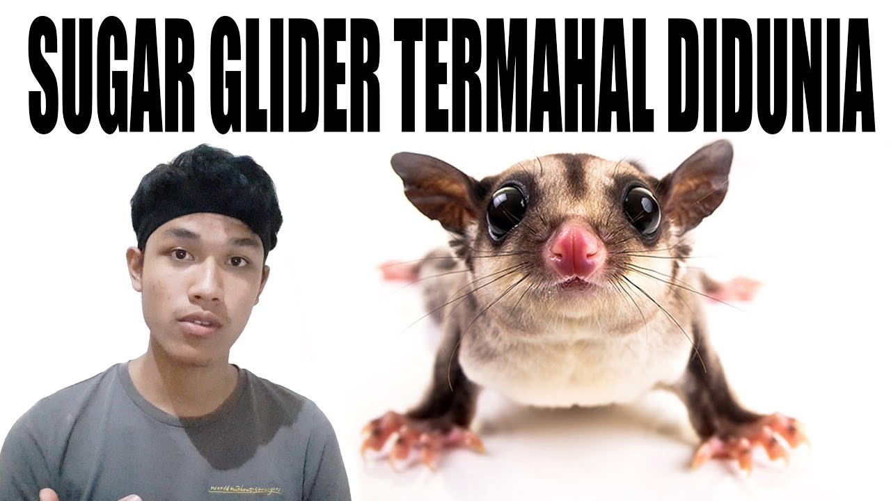 JENIS SUGAR GLIDER TERMAHAL YouTube