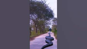 Anaconda Snake Chasing Boy video 🐍 #Shorts #vfxworld #anaconda #snake