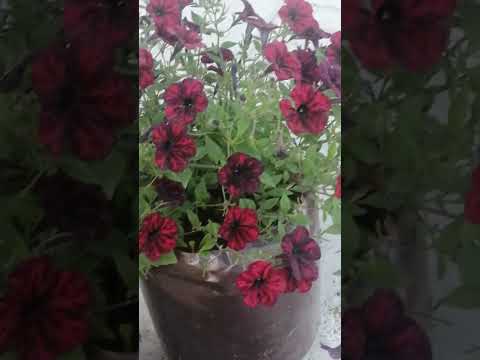 Прекрасные бордовые цветы! - YouTube