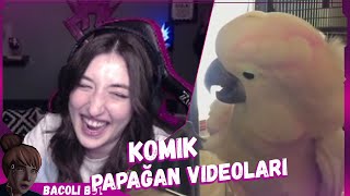 Pqueen - Komik Papağan Videoları İzliyor