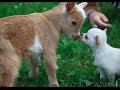 Baby goat meets a Chihuahua puppy and their new friendship amazes all