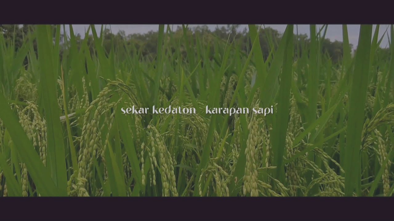 Daul Sekar Kedaton | Kerapan Sapi