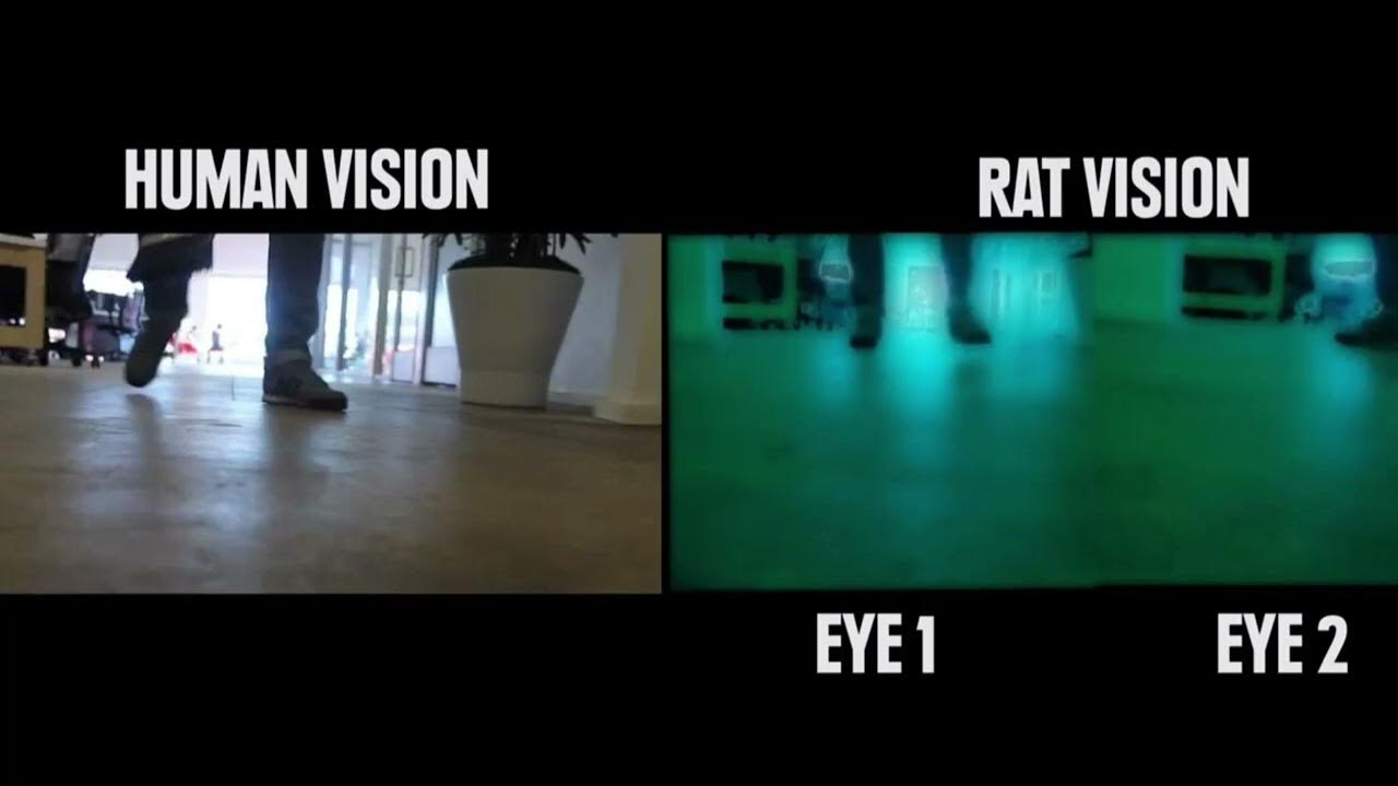 Зрение мыши