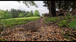 CAT TV Bird Watching For Cats To Enjoy - Mourning Doves, Cardinals and Squirrels | Relax Bird Sounds