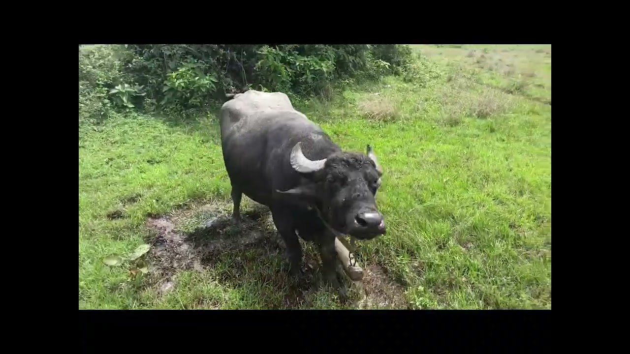 কুদাগাড়াই জড় হওয়ার পর কঙ্ক মাঝি জাঈীদিরী কাড়া টা দমে মানুষ মারছে 
