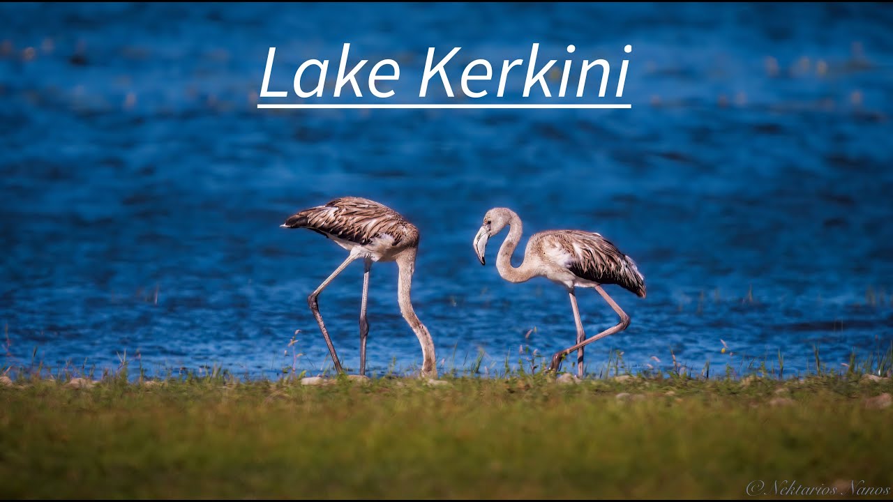 Lake Kerkini (Λίμνη Κερκίνη) #lakekerkini #kerkini #flamingo