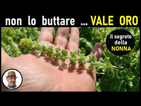 Video: Quando scavare canne e come conservare questi fiori in inverno