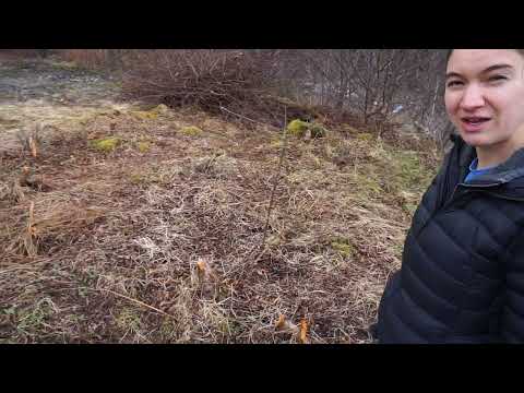 Food Forest Part 1