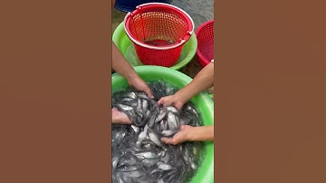 Cá thác lác cườm giống ( nàng hai ) ace cần mua gọi trực tiếp cho em ĐT 0918955469 hoặc 0919955469