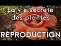 La vie secrte des plantes 33  reproduction