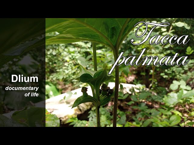 Payungan (Tacca palmata) - part 3 class=