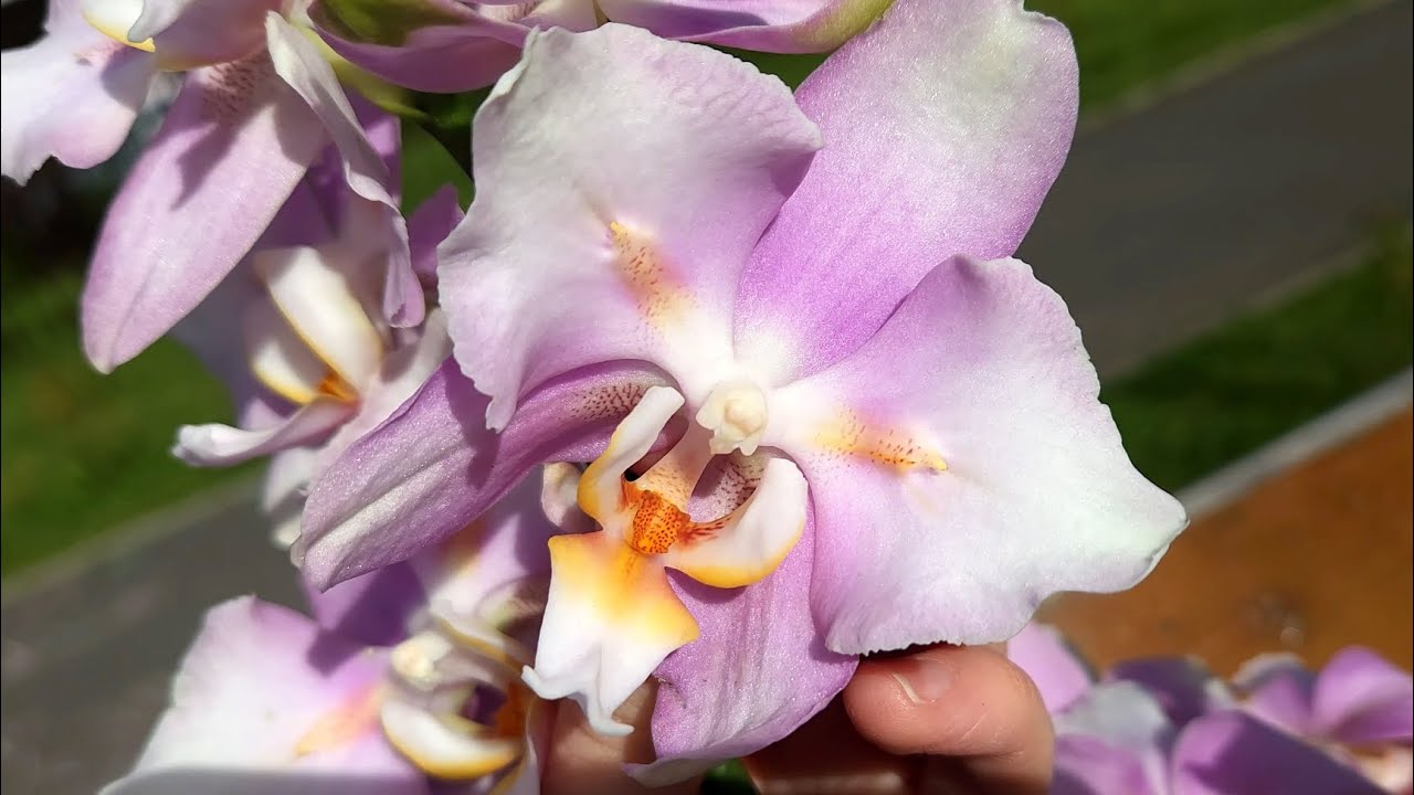 Обворожительные новинки и пара домашних цветений орхидей🥰 phal Dream Diamond, phal Cleopatra 🦋 