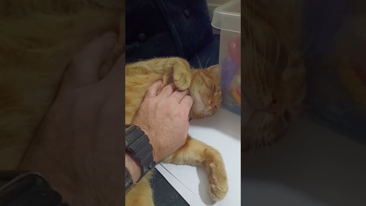 Boo Boo had been fighting I pulled a claw out his neck and he has a cut on his eye, hopefully OK