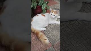 പ്രേം ചേട്ടൻ പുറത്തിറങ്ങി ഒപ്പം ചിണ്ടനും🐈 #cat #shortvideo #viralshorts