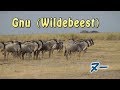 ヌー（ウシカモシカ）　Gnu（Wildebeest）　Africa Kenya Safari