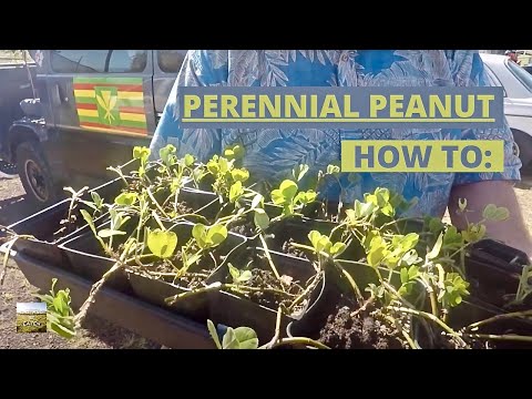 Video: Peanut Groundcover - Cách sử dụng cây đậu phộng để phủ đất