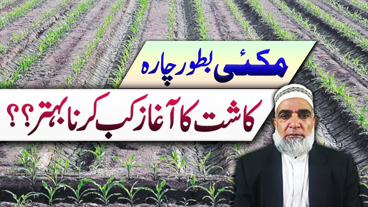 When to cultivate Maize as Fodder purpose || Crop Reformer