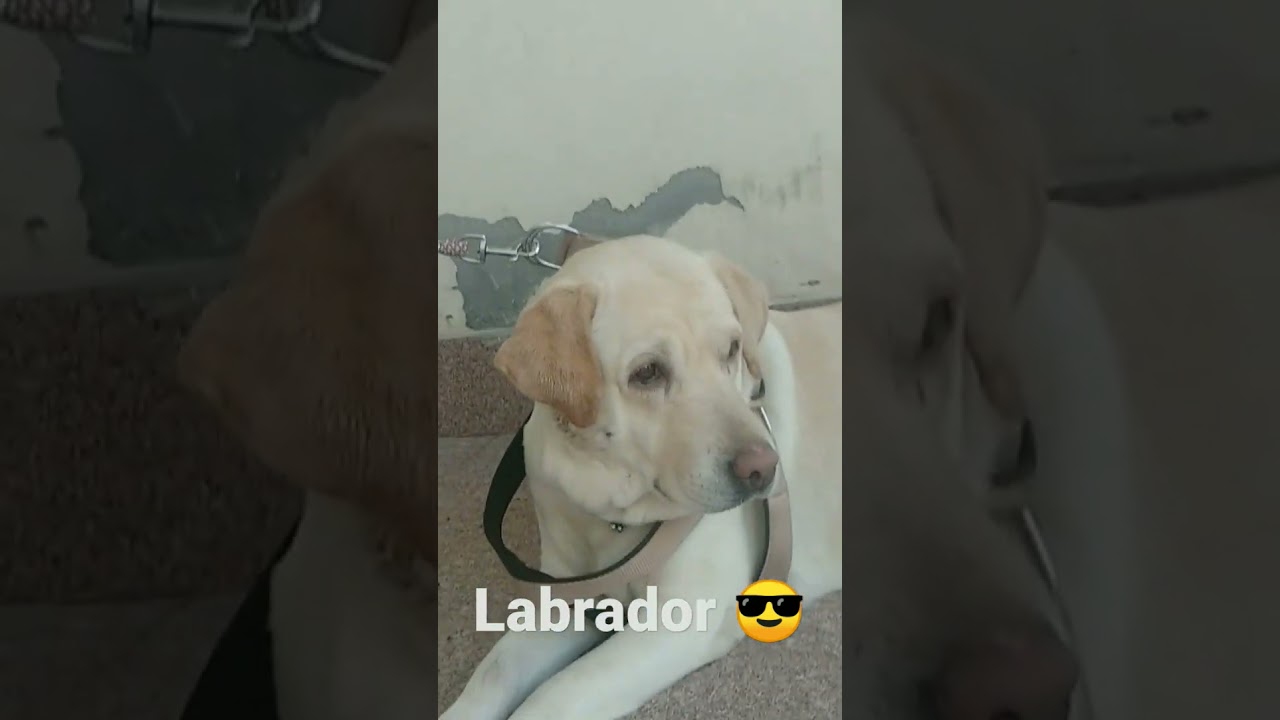 #Labrador