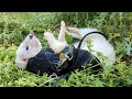 どんな時も飼い主の加護を受けているフェレット【思い出】