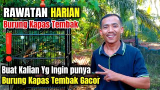 Rawatan Harian Burung Kapas Tembak Supaya Cepat Gacor Dan Bukor