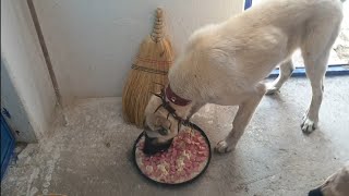 Sosi̇s Parti̇si̇ Taki̇pçi̇mi̇zden Köpekleri̇mi̇ze Zi̇yafet