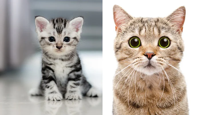 Video 9600381: funniest cutest kittens cats, funny cats kittens funniest, laugh funny fails cat, funny cute cats fail