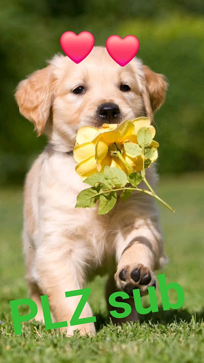 5K යන්න උදව්වක් දෙන්න . pLZ sub 💚💙❤️🙏