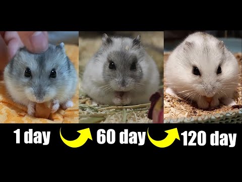 Video: Je! Hamsters Wanaishi Muda Mrefu?