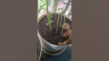 Time to plant #potatoes #cucumbers #peppers