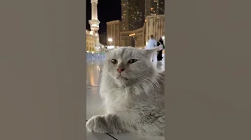 gemoy cat is doing dhikr in mecca #mecca #mekkah #dzikir #medina #madinah #hajj #umrah #kucing #cat