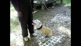 Dog-Catha Jackson Bloodline