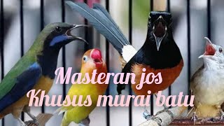 Masteran Favorit Murai Batu Juara  Masteran Jahat 