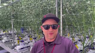 Candy Games Feminized Photo Period Cannabis Seeds by Happy Valley Genetics screenshot 4